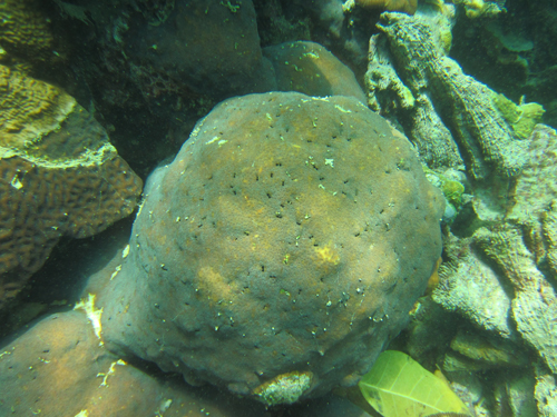 Coral bioerosion, including these borings made by bivalves, increases during ocean acidification.: Photograph by Hannah Barkley courtesy of NSF.